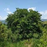 Annona squamosa habit picture by Julio Moguel Yanes (cc-by-sa)