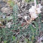 Astragalus australis habit picture by Valérie (cc-by-sa)