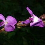 Dioclea violacea flower picture by Nelson Zamora Villalobos (cc-by-nc)