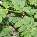 Kallstroemia pubescens leaf picture by Nelson Zamora Villalobos (cc-by-nc)