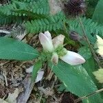Chelone glabra flower picture by Nicolas Tison (cc-by-sa)