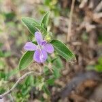 Barleria volkensii leaf picture by Susan Brown (cc-by-sa)