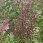 Ocimum tenuiflorum flower picture by Navneeth Rao (cc-by-sa)