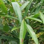 Annona reticulata leaf picture by Shehadi Ramiz (cc-by-sa)