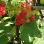Ribes rubrum fruit picture by Jesus Blanco (cc-by-sa)