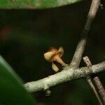 Anaxagorea dolichocarpa flower picture by Jean-François Molino (cc-by-sa)