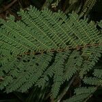 Albizia carbonaria habit picture by Nelson Zamora Villalobos (cc-by-nc)