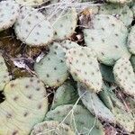 Opuntia humifusa leaf picture by Christophe S (cc-by-sa)