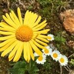 Doronicum pardalianches flower picture by kräutler werner (cc-by-sa)