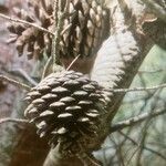 Pinus radiata fruit picture by Didier Roussel (cc-by-sa)
