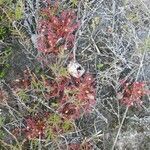Drosera intermedia habit picture by Rinusz (cc-by-sa)