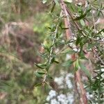 Leptospermum continentale leaf picture by Wayne Davis (cc-by-sa)