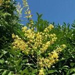 Koelreuteria paniculata flower picture by wilmorel2 (cc-by-sa)