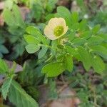 Kallstroemia maxima flower picture by Jaleel smith (cc-by-sa)