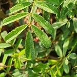 Indigofera brevicalyx leaf picture by susan brown (cc-by-sa)
