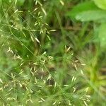 Poa palustris flower picture by Alexander Baransky (cc-by-sa)