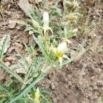 Mentzelia multiflora flower picture by Euphrosyne Beauchamp (cc-by-sa)