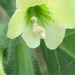 Hyoscyamus albus flower picture by Ramon Martorell Martorell (cc-by-sa)