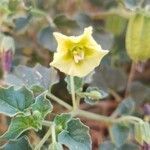 Physalis crassifolia flower picture by JaNae Jackman (cc-by-sa)