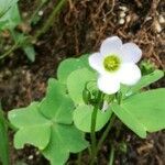 Oxalis latifolia flower picture by Josep Llacuna (cc-by-sa)