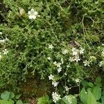 Saxifraga rosacea habit picture by Udo Herkommer (cc-by-sa)
