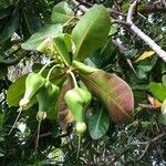 Barringtonia asiatica fruit picture by Tucci Francesco (cc-by-sa)