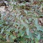 Antirrhinum graniticum leaf picture by Aurelio Peña (cc-by-sa)