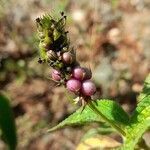 Lantana trifolia fruit picture by Trap Hers (cc-by-sa)