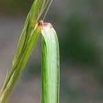 Elymus caninus leaf picture by Alain Lagrave (cc-by-sa)