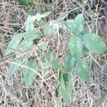 Desmodium tortuosum habit picture by Trap Hers (cc-by-sa)
