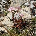 Sedum album habit picture by Francois Mansour (cc-by-sa)