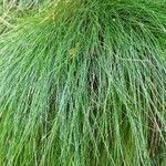 Carex davalliana leaf picture by Marylin G (cc-by-sa)