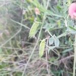 Lathyrus marmoratus fruit picture by Emmanuel Kremer (cc-by-sa)