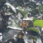 Ficus benjamina habit picture by Lisa Ani (cc-by-sa)