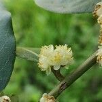 Laurus nobilis flower picture by Santoyo Javier (cc-by-sa)