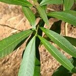 Tabernaemontana catharinensis leaf picture by Patrícia Bertochi (cc-by-sa)