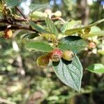 Cotoneaster dielsianus fruit picture by Sabina Hartmann (cc-by-sa)