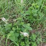 Mentha suaveolens habit picture by Jean-René Girardeau (cc-by-sa)