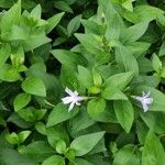 Vinca difformis flower picture by mikon miko (cc-by-sa)