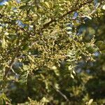 Zanthoxylum fagara flower picture by Muzzachiodi Norberto (cc-by-sa)
