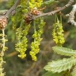 Quercus faginea flower picture by Joaquim Serra (cc-by-sa)