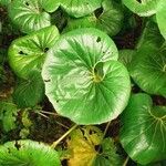 Farfugium japonicum leaf picture by Konzerva Starej (cc-by-sa)