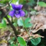 Viola adunca flower picture by Tamara Stauffert (cc-by-sa)