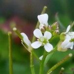 Arabidopsis thaliana flower picture by Tom Johnson (cc-by-sa)