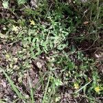 Hypericum humifusum habit picture by beurny (cc-by-sa)