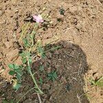 Cleome chelidonii flower picture by Tharunoju Laxman kumar (cc-by-sa)