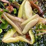 Pinguicula calyptrata leaf picture by Fabien Anthelme (cc-by-sa)