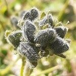 Veronica bellidioides fruit picture by Pietro Brignoli (cc-by-sa)