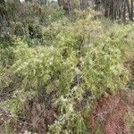 Juniperus oxycedrus habit picture by Collados Ana (cc-by-sa)