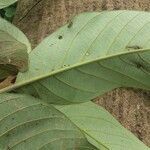 Rhodostemonodaphne kunthiana leaf picture by SINAC Pérez Greivin (cc-by-sa)